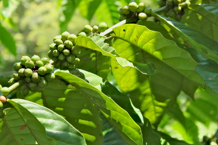 One cup full of green coffee beans with green leaves.の写真素材