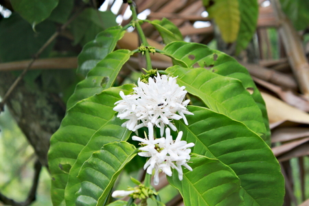 White blooming bean plant with green leavesの写真素材