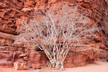 Dry white tree growing next to the rock formation on Wadi Rum desert in Khazali Canyonの写真素材