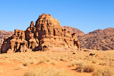 Huge rock formation on Wadi Rum desert with camels walking around.の写真素材