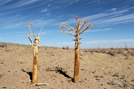 Deserted landscape near The Aydar Lake -man-made Aydar-Arnasay system of lakes which includes 3 brackish water lakes located in the saline depressions of the south-eastern Kyzyl Kumの写真素材