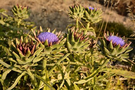 Bush plant of blooming purple flowers of artichoke in a garden in Malta;の写真素材