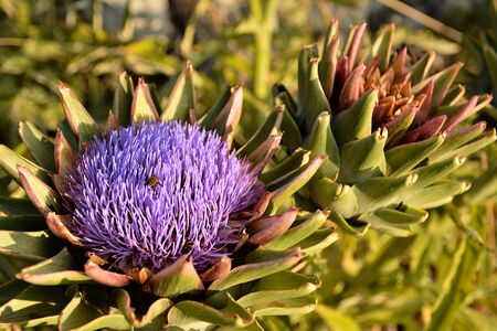 Two flowers of artichoke in a garden in Malta; one blooming with a bee on top of purple flowerの写真素材