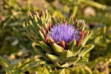 Two flowers of artichoke in a garden in Malta; one blooming with a bee on top of purple flowerの写真素材