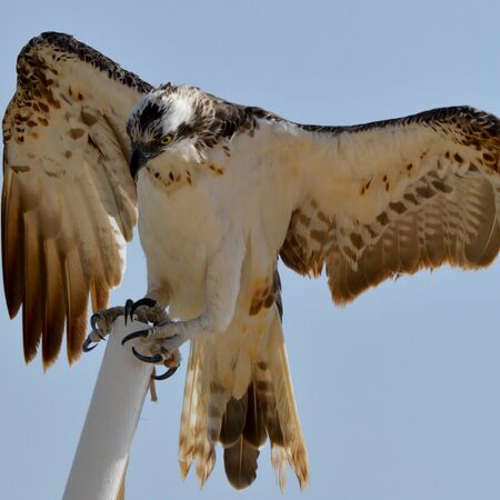 Predators (Accipitriformes) are an order of birds. The order includes about 225 species of birds adapted for hunting live prey.の写真素材