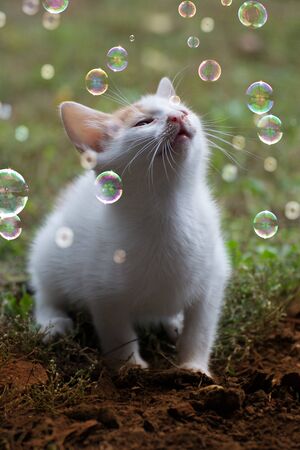The domestic cat (lat. Felis catus) has been domesticated subspecies of wild cat for centuries.の写真素材