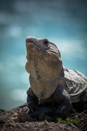 The green iguana or common iguana (lat. Iguana iguana) is an iguana of the iguana family. It is one of the largest reptiles on the American continent. It inhabits Central and South America. Although it is hunted for meat and caught for sale to farmers, the population of this species is large.の写真素材