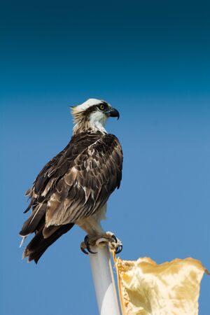 Predators (Accipitriformes) are an order of birds. The order includes about 225 species of birds adapted for hunting live prey.の写真素材