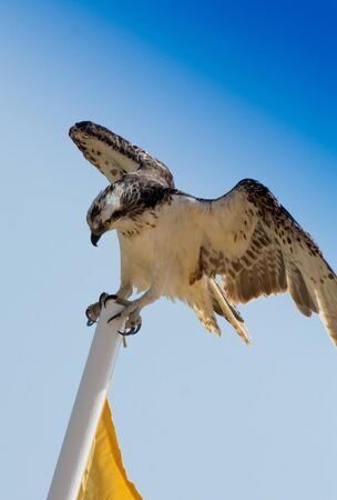 Predators (Accipitriformes) are an order of birds. The order includes about 225 species of birds adapted for hunting live prey.の写真素材