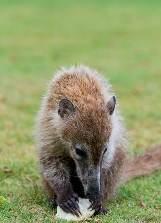 Nasua nasua living in Mexico. They live in nature.の写真素材