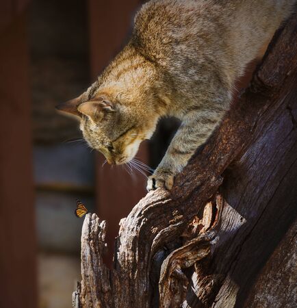 Cat living in gardon.の写真素材