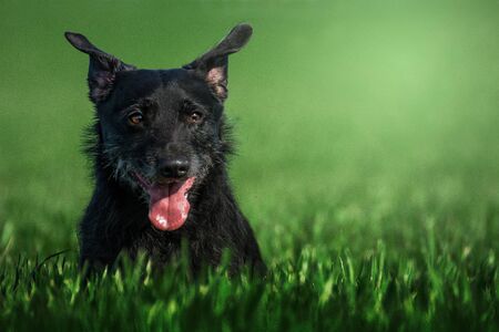 Dog is best friend.の写真素材