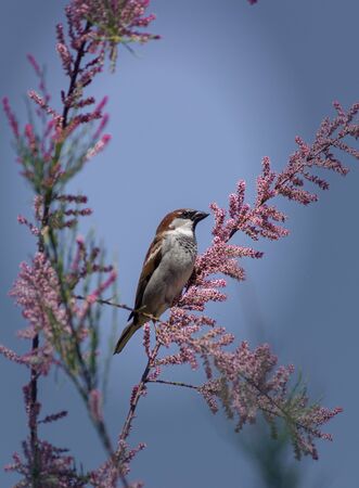 House Sparrow of the family Sparrow. It lives in the predominant territory of Eurasia, but has been artificially planted on other continents. It nests throughout Slovakia, with the exception of mountain peaks and very deep forest complexes.の写真素材