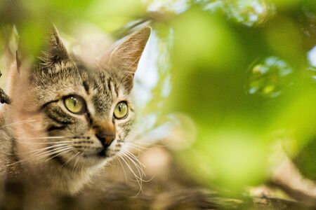 Domestic cat living in the gardenの写真素材