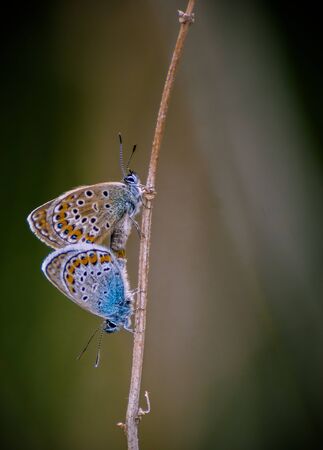 Polyommatus icarus is a butterfly in the family Lycaenidae. matingの写真素材