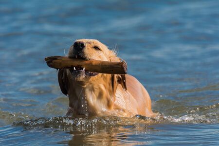 Retriever playing with a stick in the waterの写真素材