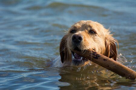 Retriever playing with a stick in the waterの写真素材