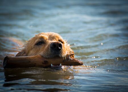 Retriever playing with a stick in the waterの写真素材