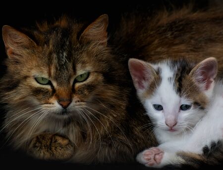 Cat living in gardon. This is cats family.の写真素材