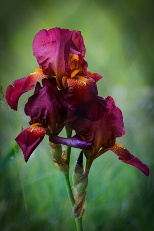 Irises growing in the wild.の写真素材