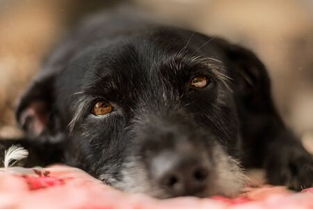 A man's best friend is a dog.の写真素材