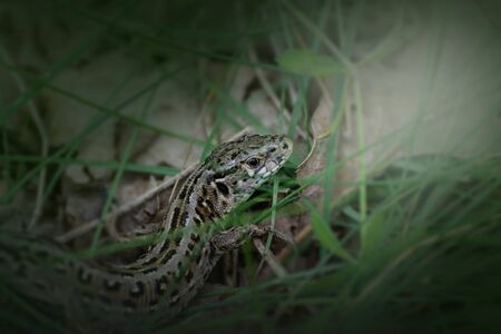 Lizard in the wild naturals.の写真素材