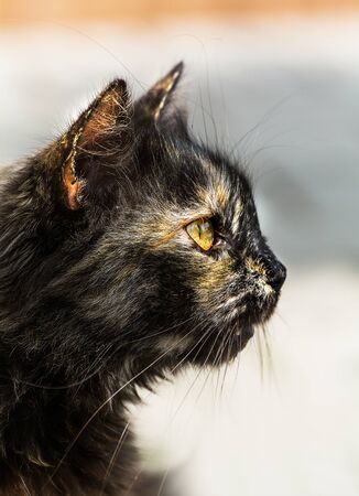Portrait of a cat in profileの写真素材