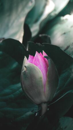 Blooming pink water lily on the river.の写真素材