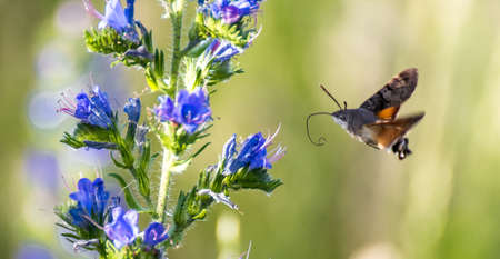Macroglossum stellatarum flying in a meadow.