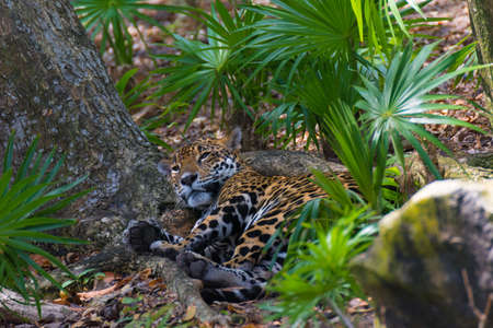 Leopard resting in the wild.の写真素材