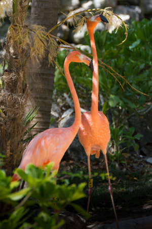 Flamingo is a very charming animal. We can meet him in the Caribbean.Flamingos (Phoenicopteridae) is a family of waterbirds with a long neck and legs of the monotypic order of flamingos.の写真素材