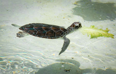 a young sea turtle swimming in the water.の写真素材
