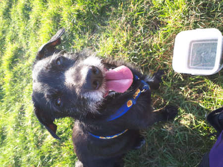 Walk with man's best friend. Spring time ideal for walking. Dogs like to play and walk. Dog rest.の写真素材