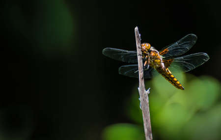 Dragonfly sitting on a blade of grass, in a mountain environment in sunny weather. people can see them on warm trails on warm days.の写真素材