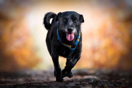 Dog caught playing. A dog is man's best friend.