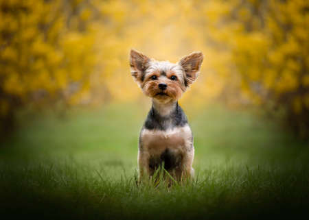 The Easter holidays come with the Spring season. Yorkshire Terrier in golden rain.の写真素材