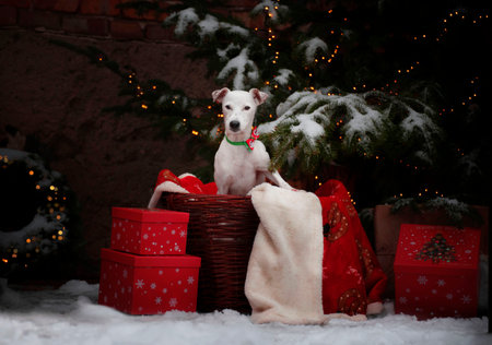 Christmas portrait of a Jack Russell sitting under the tree in a Christmas basket.の写真素材