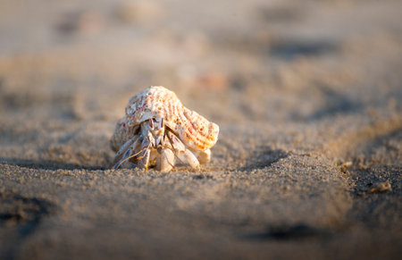 Hermit crab. There are up to 500 species of hermit crabs. They are also often called crayfish. They have a soft bottom, which they hide in the shells of other animals.の写真素材