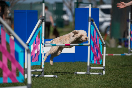 Labradoodle dog jumping over an obstacle during a agility competitionの写真素材