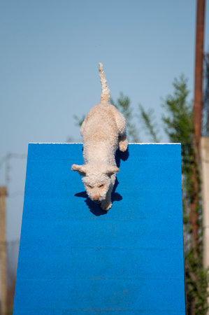 Dog jumping over obstacle at agility competition. Selective focus on dogの写真素材