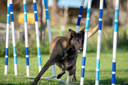 Portrait of a belgian shepherd dog jumping over obstacle in agility competitionの写真素材
