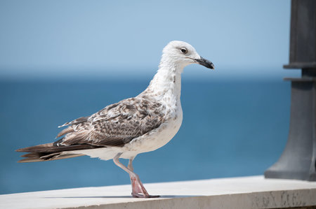 A young seagull stands on a stone railing by the sea, with a blue ocean and sky in the background. Peaceful coastal scene.の写真素材