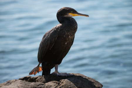 A graceful cormorant stands on a coastal rock by the sea, its dark feathers gleaming in the sunlight. The serene scene is completed by the gently rippling water in the background.の写真素材