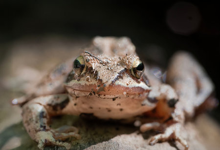 Macro photograph of a common frog (Rana temporaria) with a detailed view of its face and striking eyes, sitting on a rock in a natural forest environment.の写真素材