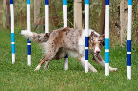 Border Collie running through weave poles during agility training on green grass, focused and full of energy.の写真素材