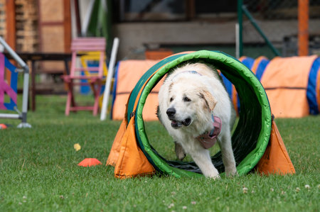 White dog running through a tunnel at an agility competition