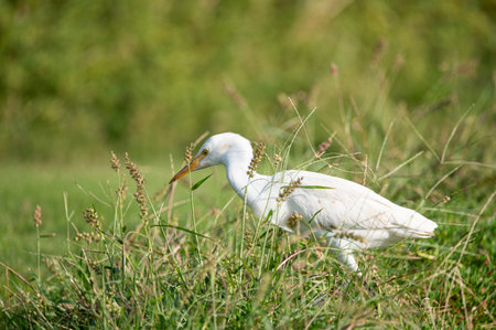 Ardea alba in its natural habitat.の写真素材