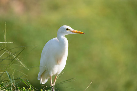 Ardea alba in its natural habitat.の写真素材