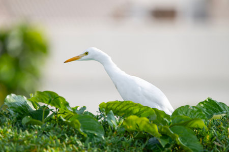 Ardea alba in its natural habitat.の写真素材