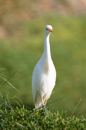 Ardea alba in its natural habitat.の写真素材